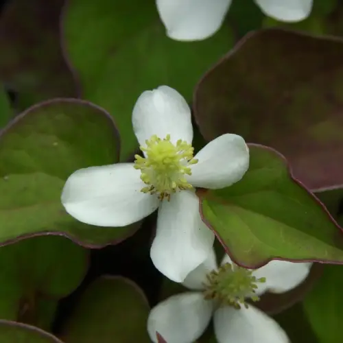 Houttuynie, grünblättrig