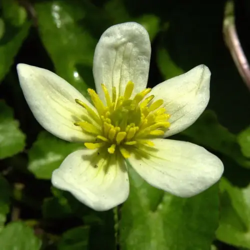 Sumpfdotterblume, weiß