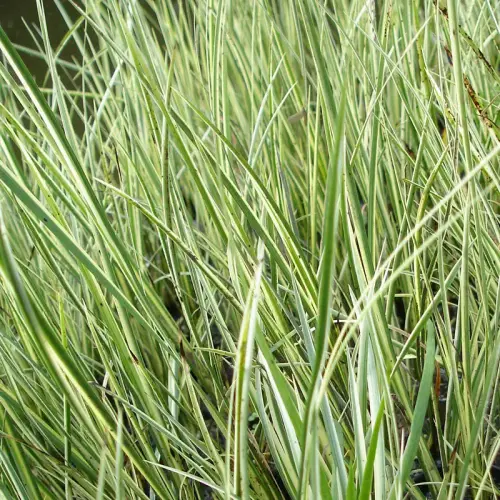 Gras-Kalmus, weiß-grün