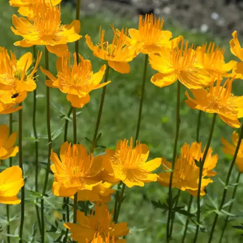 Trollblume Golden Queen