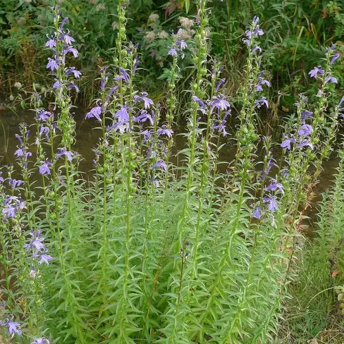 Sumpf-Lobelie, blau