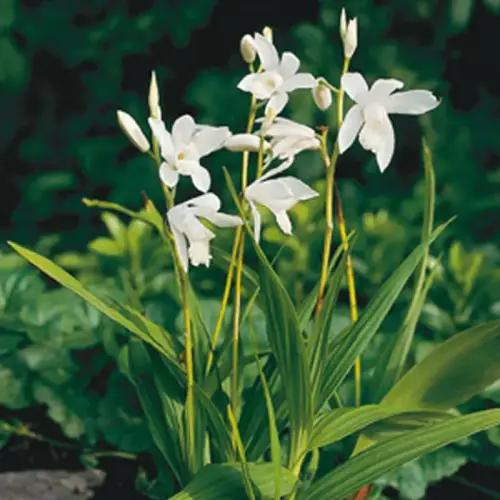 Japanorchidee, weiß