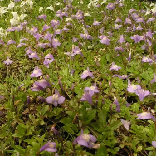 Lippenmäulchen, blau