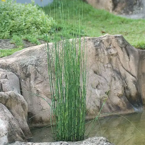 Winter-Schachtelhalm