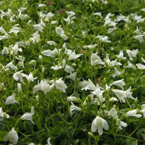 Lippenmäulchen, weiß