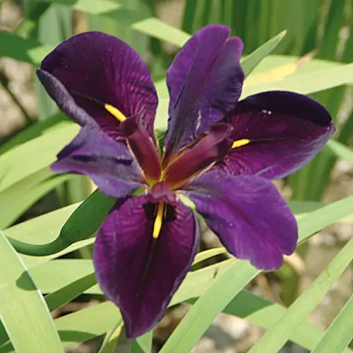 Iris Black Gamecock