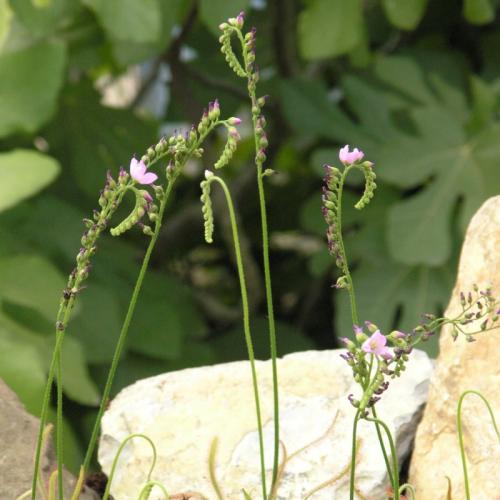 Moorpflanzen: Insektenfänger & Wollgräser