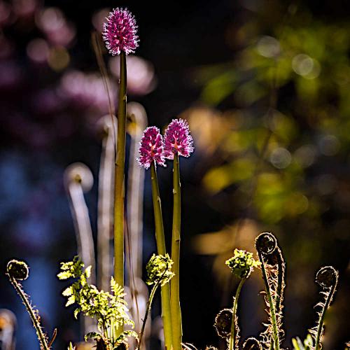 Moorteich im Garten - ein seltenes Habitat nachbilden