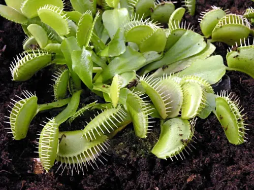 Moorteich-Spezial-Sortiment