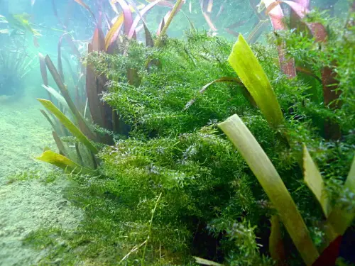 Unterwasserpflanzen-Sortimente