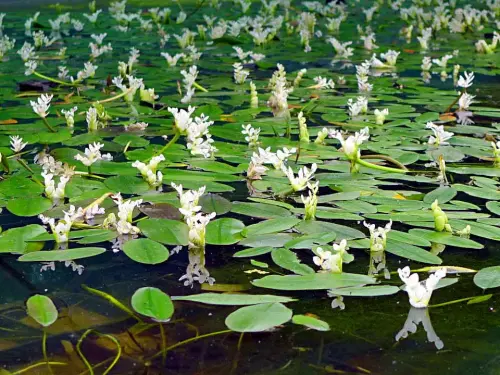 Schwimmblattpflanzen-Sortiment