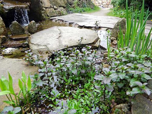 Wasserpflanzen für den Teich Sumpfpflanzen Einheimischer Sonnentau Samen 