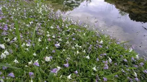 Bepflanzung der Ufermatte - Bild 2