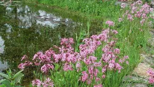 Ufermatten-Aussaat - Bild 4