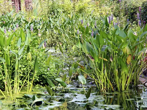 Zier-Filtergraben-Sortiment