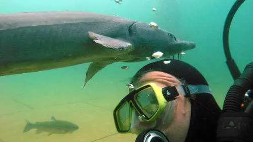 Tauchen mit Stören - Bild 6