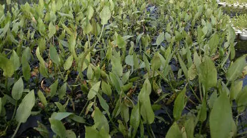 Kulturen in der Gärtnerei - Bild 2