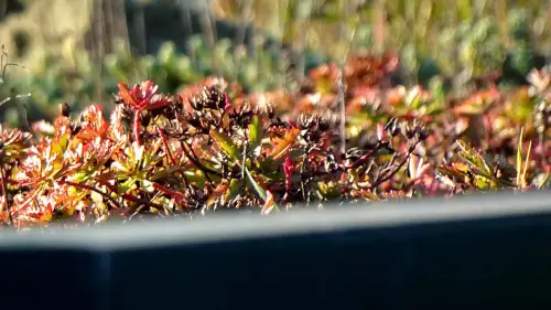 Höhe des Dachrandes bei einer Dachbegrünung