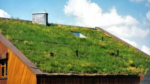 Tipps für Steildach-Begrünungen