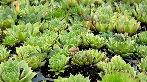 Welche Dachbepflanzung empfiehlt NaturaGart?