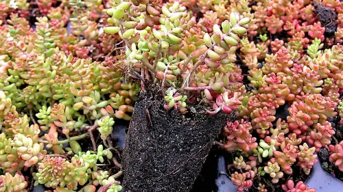 Wie wird bei einer Dachbegrünung gepflanzt?