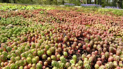 Die optimale Dachneigung für Dachbegrünung