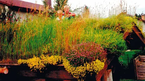 Begrünungs-Risiken auf Steildächern