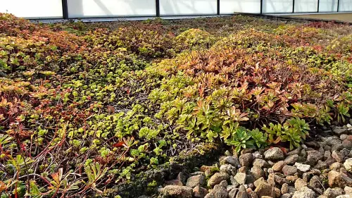 Welche Erde brauchen die Dachpflanzen?