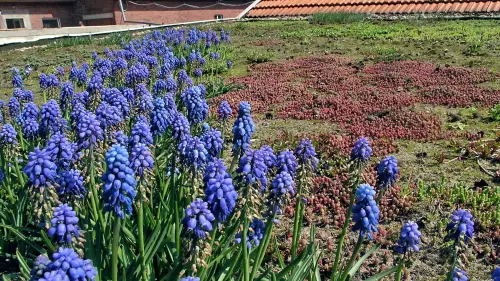Mehr Pflanzenvielfalt bei Dachbegrünungen
