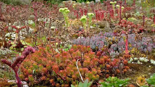 Die richtige Entwässerung einer Dachbegrünung