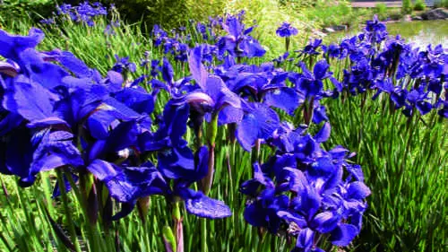 Japan-Schwertlilie - Bild 5