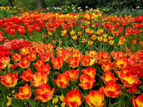 Frühlingsblüte 2023 - Bild 4