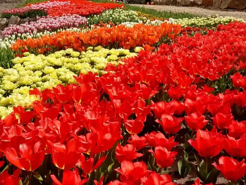 Frühlingsblüte 2023 - Bild 5