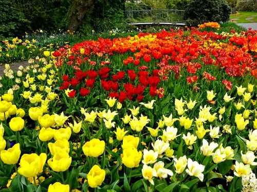 Frühlingsblüte 2023 - Bild 7