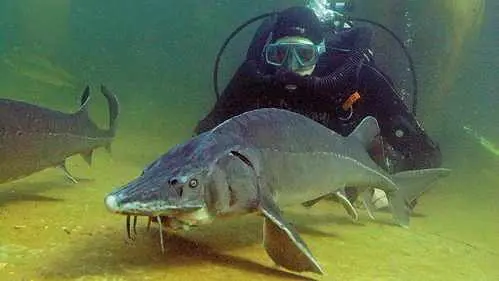 Tauchen mit Stören - Bild 4