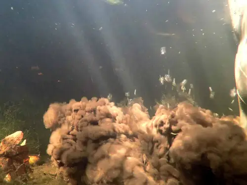 Wer düngerreiches Sediment aufwirbelt, bekommt Probleme