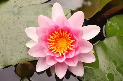 Seerosen im NaturaGart-Park - Bild 7