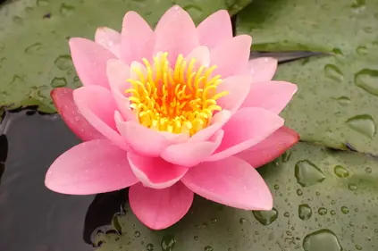 Seerosen im NaturaGart-Park - Bild 8