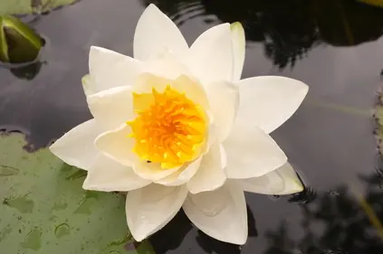 Seerosen im NaturaGart-Park - Bild 9