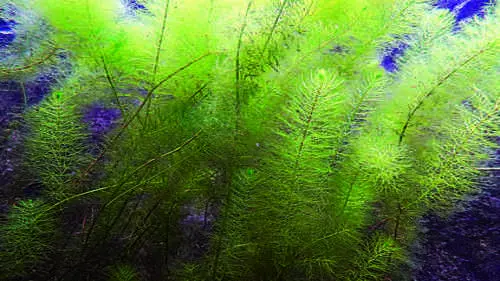 Tausendblatt - Bild 6