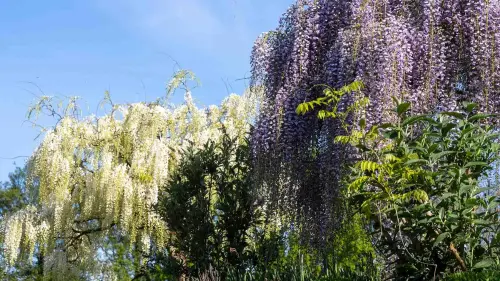 Alternativen für den Garten