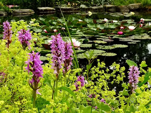 Spezialisiert auf Teichpflanzen