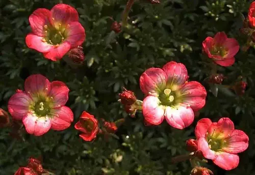 Auswahl von Pflanzen für die Dachbegrünung