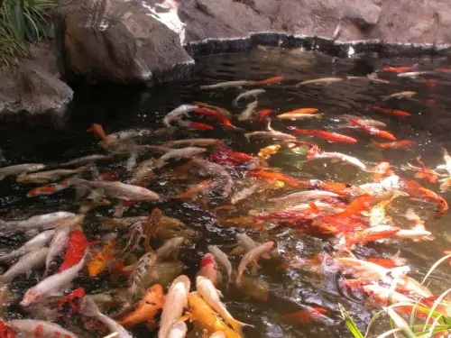 Grenzwerte werden in Fischteichen oft überschritten