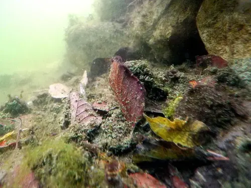 Sediment und Schlamm aus Fischteichen entfernen