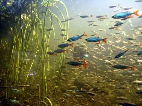 Diese Fische leben im Park von NaturaGart