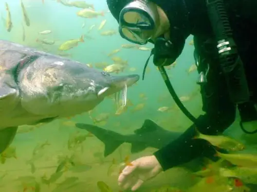Im Unterwasserpark gibt es über 2 m lange Störe