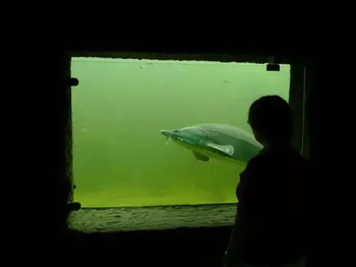 Teichfenster in mehreren Teichen des Parks