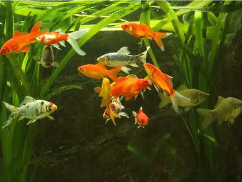 Im Park: Das größte Aquarium für Teichfische