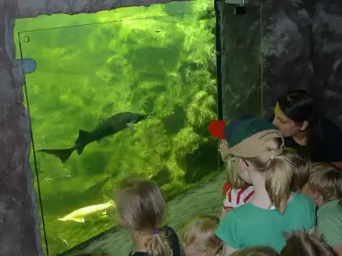 Teichfenster: So sehen Sie mehr von Ihren Fischen